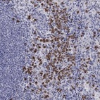 Anti-IGSF8 Antibody