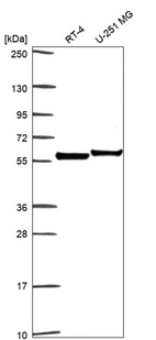 Anti-CLU Antibody
