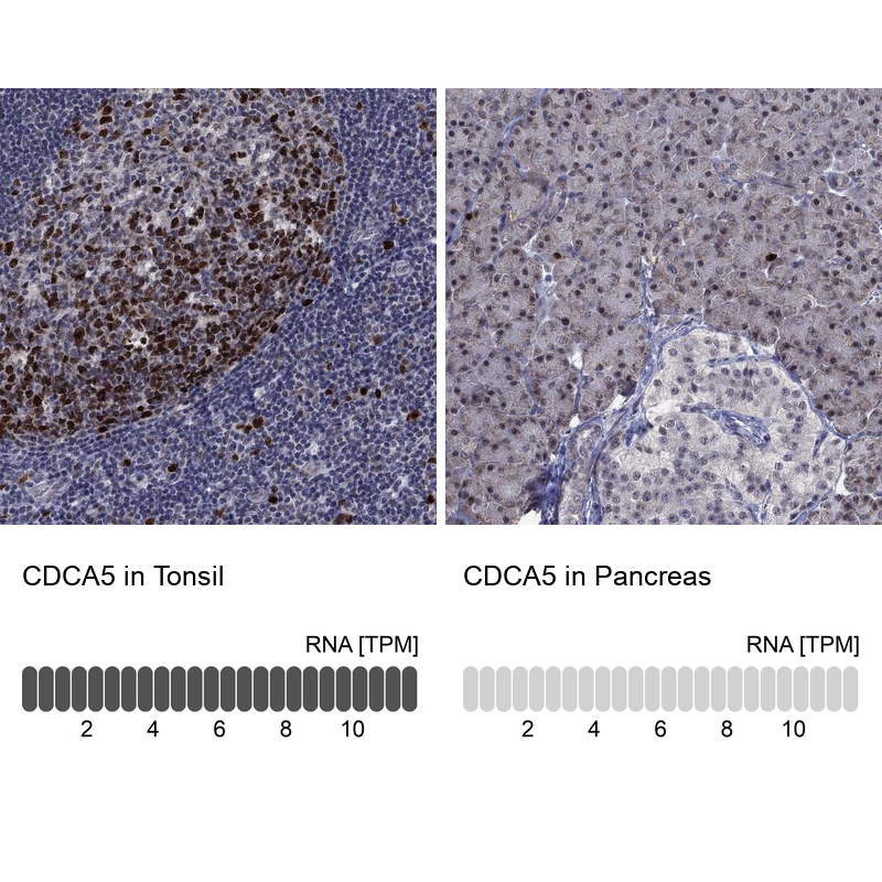 Anti-CDCA5 Antibody