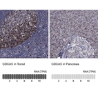 Anti-CDCA5 Antibody