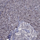 Immunohistochemical staining of human pancreas shows low expression as expected.