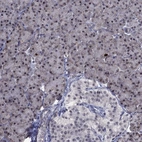 Immunohistochemical staining of human pancreas shows low expression as expected.