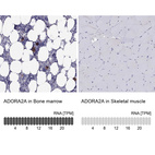 Anti-ADORA2A Antibody