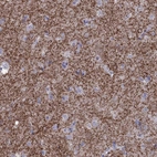 Immunohistochemical staining of human caudate shows strong membranous positivity.