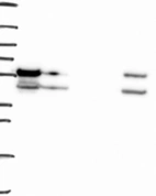 Anti-PIAS4 Antibody