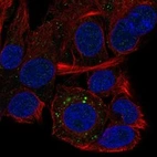 Immunofluorescent staining of human cell line Hep G2 shows localization to vesicles.