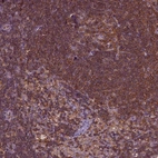 Immunohistochemical staining of human lymph node shows high expression.