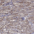 Anti-MRPL46 Antibody