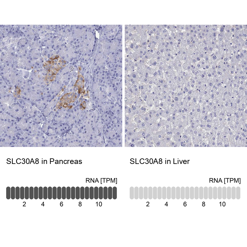 Anti-SLC30A8 Antibody