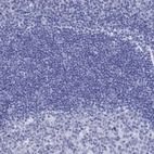 Immunohistochemical staining of human tonsil shows no positivity in non-germinal center cells as expected.