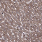 Anti-YIF1A Antibody