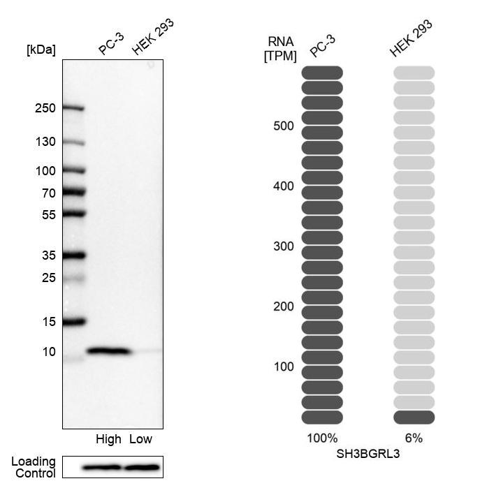 Anti-SH3BGRL3 Antibody