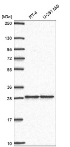 Anti-ZNF385A Antibody