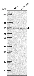 Anti-FOXP4 Antibody