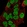 Anti-FOXP4 Antibody