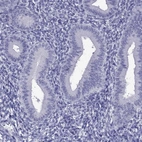 Immunohistochemical staining of human endometrium shows low expression as expected.
