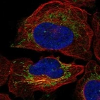 Immunofluorescent staining of human cell line U-2 OS shows localization to mitochondria.