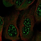 Immunofluorescent staining of human cell line U-2 OS shows localization to nuclear speckles & cytosol.