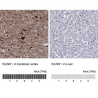 Anti-KCNH1 Antibody