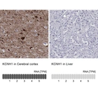 Anti-KCNH1 Antibody