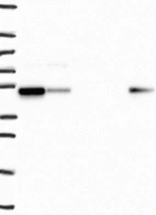 Anti-SNX5 Antibody