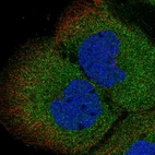 Anti-MGEA5 Antibody