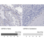 Anti-USP29 Antibody