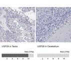 Anti-USP29 Antibody