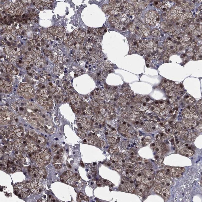 Anti-FGD1 Antibody