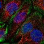 Anti-CDC42EP1 Antibody