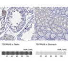 Anti-TSPAN16 Antibody