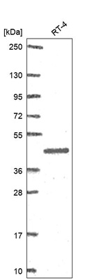 Western blot analysis in human cell line RT-4.