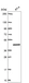 Anti-SERPINB2 Antibody