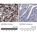 Anti-SERPINB2 Antibody