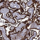 Immunohistochemical staining of human placenta shows high expression.