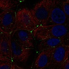Anti-CLDN9 Antibody