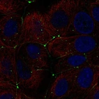 Anti-CLDN9 Antibody