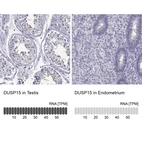 Anti-DUSP15 Antibody