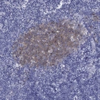 Immunohistochemical staining of human tonsil shows high expression.