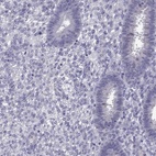Anti-DUSP15 Antibody