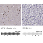 Anti-LRFN2 Antibody