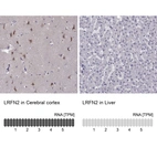 Anti-LRFN2 Antibody