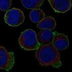 Immunofluorescent staining of human cell line HEL shows localization to plasma membrane.