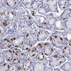 Immunohistochemical staining of human stomach shows high expression.