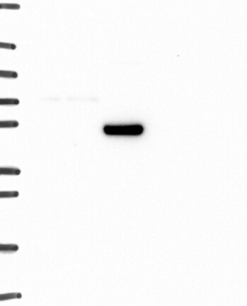 Anti-ADRA1A Antibody