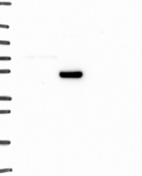 Anti-ADRA1A Antibody