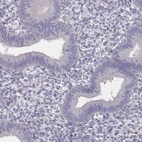 Immunohistochemical staining of human endometrium shows low expression as expected.