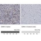 Anti-GZMA Antibody