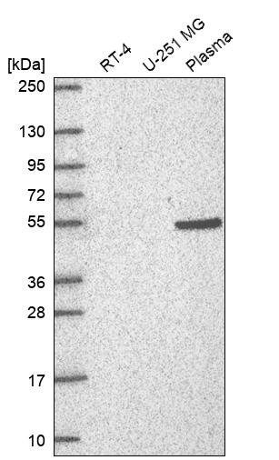 Anti-RAPGEF5 Antibody