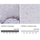 Anti-CAPNS2 Antibody